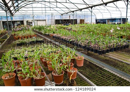 plant green house orchid flower nursery