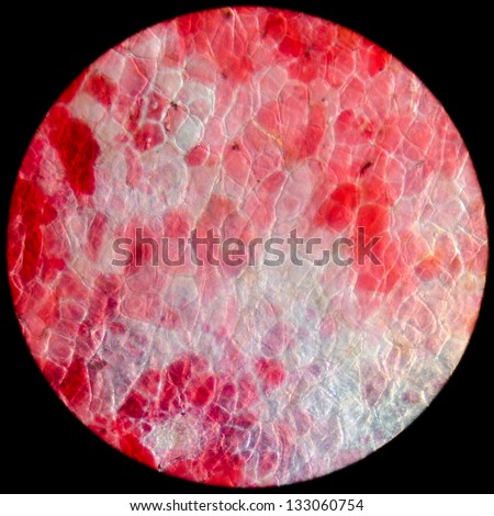 red cherry peel plant cell, science micrograph