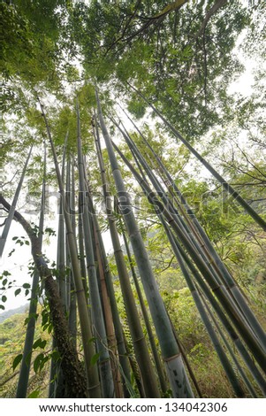 spring zen bamboo forest