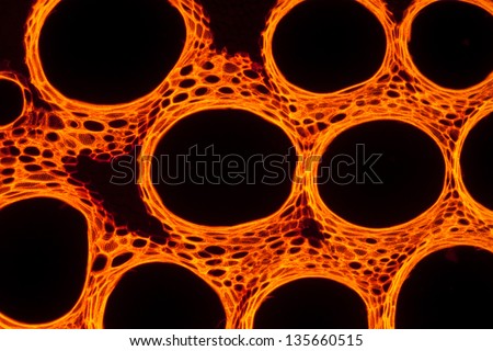 micrograph plant tissue, stem of pumpkin,with red fluorescence
