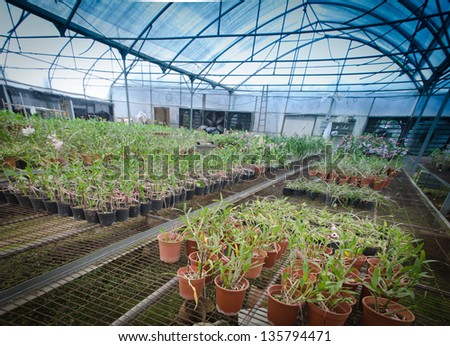 plant green house orchid flower nursery