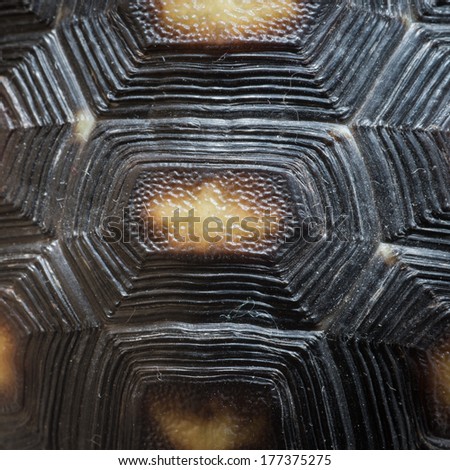 animal turtle shell pattern texture
