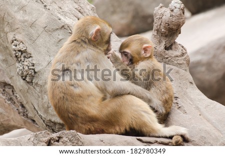wild animal asian monkey baby