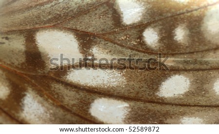 butterfly wing detail pattern