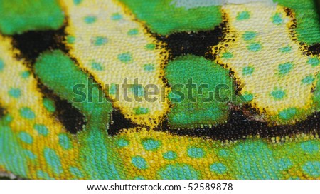 chameleon skin texture background