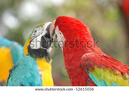 macaw bird kissing
