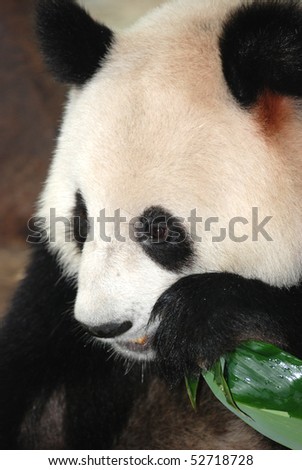 giant panda bear eat bamboo