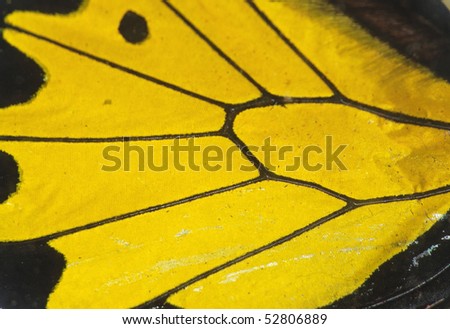 butterfly wing detail texture background