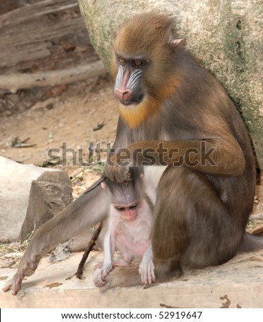 animal monkey mandrill mother and baby