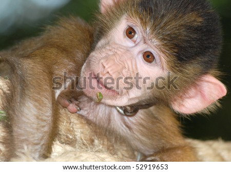 animal monkey fun portrait