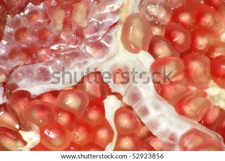 fruit pomegranate background
