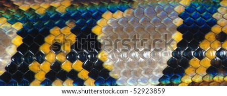 boa snake skin pattern texture background
