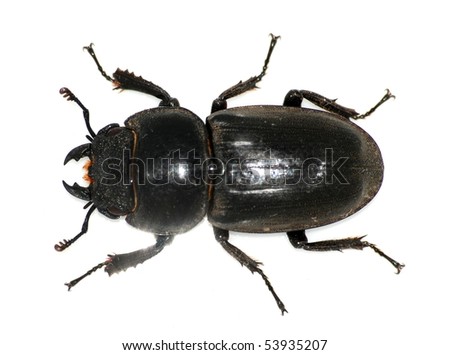 japanese stag beetle