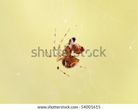 Nature spider catch ant on web