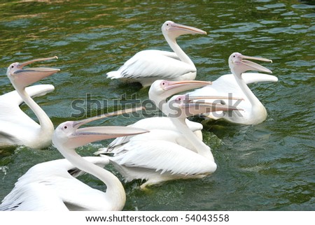 pelican birds swim in lake
