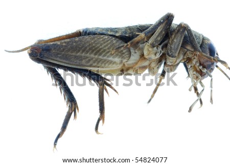 cricket insect drawing. cricket insect pics. photo