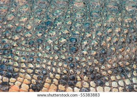 crocodile skin detail texture background