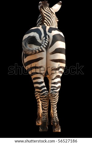 Zebra Black Background