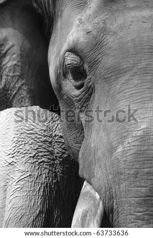 black and white elephant photography