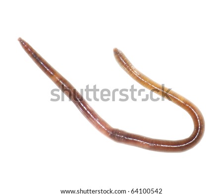 earth worm isolated on white