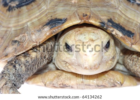 animal turtle tortoise isolated in white background