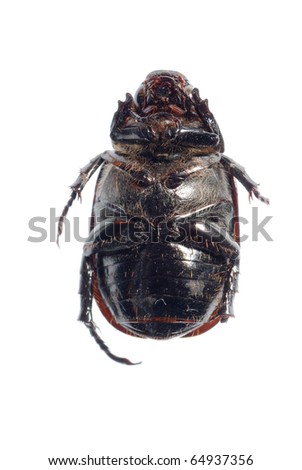 Black Scarab Beetle