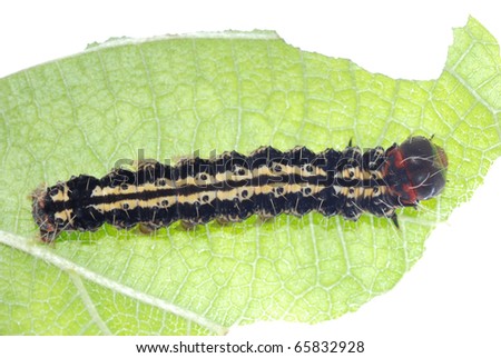 butterfly caterpillar larva on green leaf