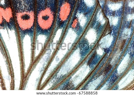 moth butterfly wing detail texture background