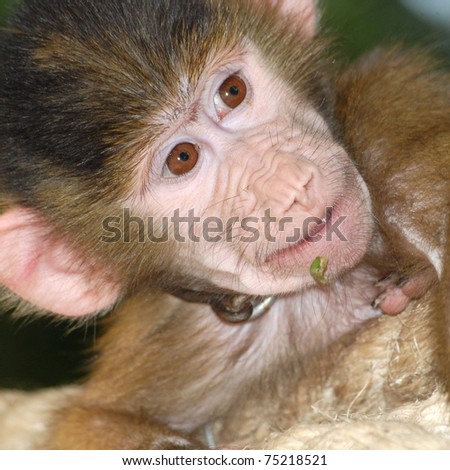 animal monkey fun portrait