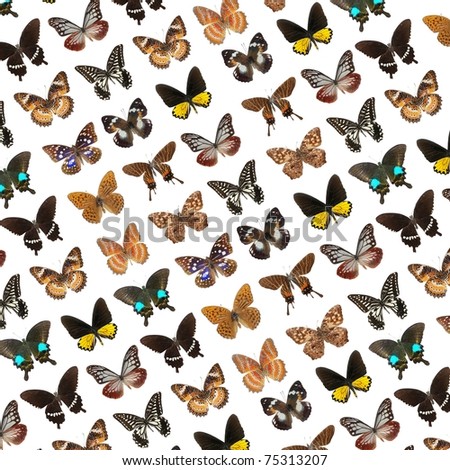 flying butterfly collection background