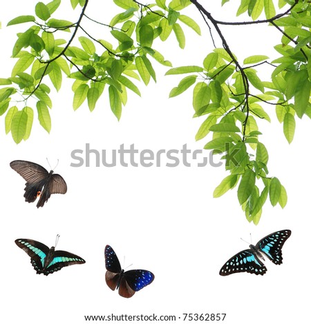 butterfly flying green leaf nature background
