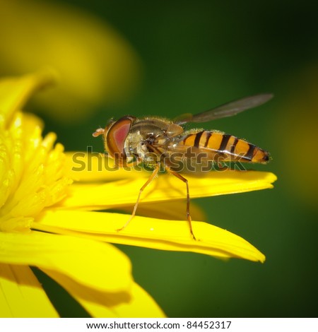 insect bee fly on yellow flower