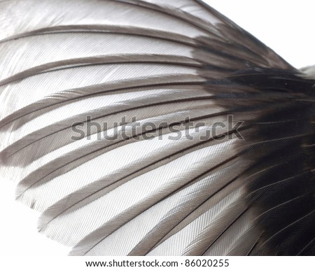 tropical bird wings