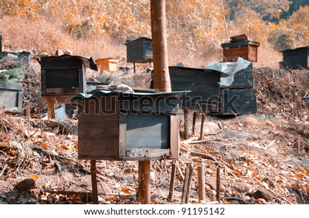 Honey bee hives farm in China