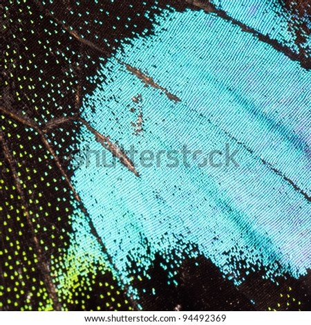 peacock butterfly wing detail texture pattern