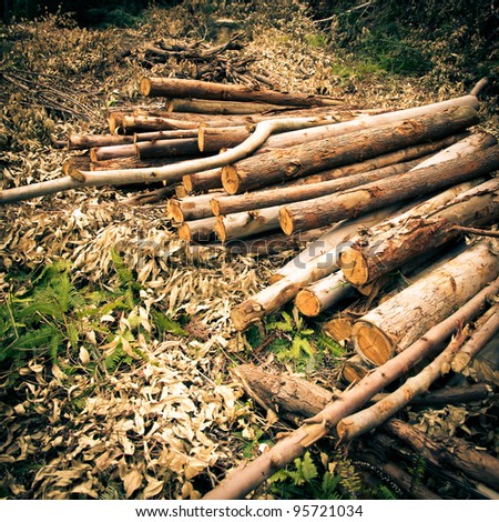 Deforested cut tree wood in forest