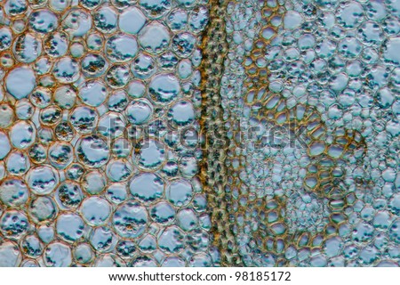 science botany micrograph plant root tissue background, 100 times magnified