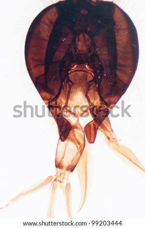 science microscopy micrograph animal mouth-parts of bee insect, Magnification 30X
