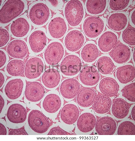science medical anthropotomy physiology microscopic section of  Testis T.S tissue background