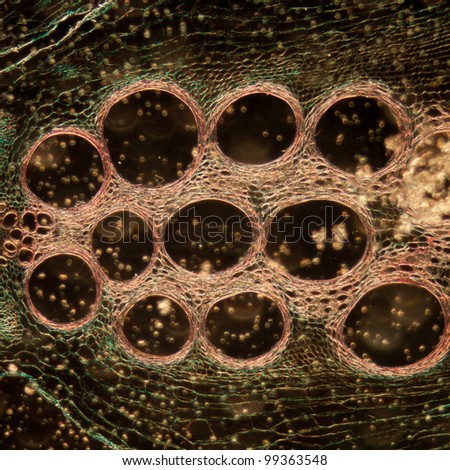 microscopy micrograph plant tissue, stem of pumpkin, magnification 100X