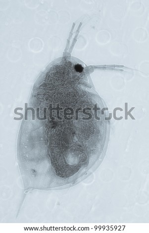 science microscopy micrograph animal water flea, Magnification 50X.