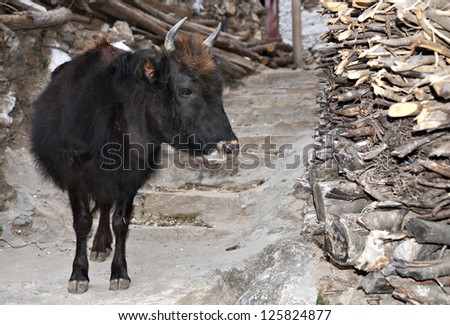 a buffalo waiting its master coming back in the front of the house.