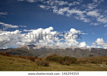 the pasture and the yaks under  the blue sky with  white cloud.