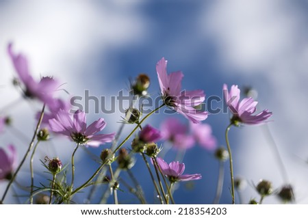 the colorful calliopsis flowers opening under the sky background.