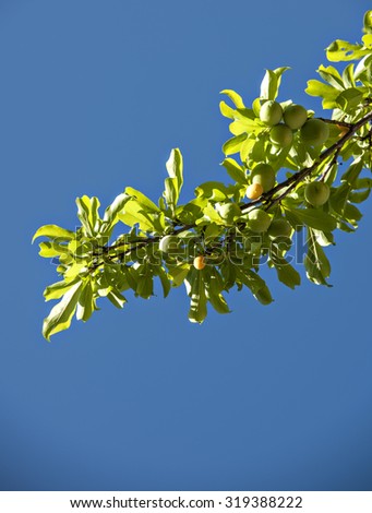 the ripe plums  on the branch over sky background.