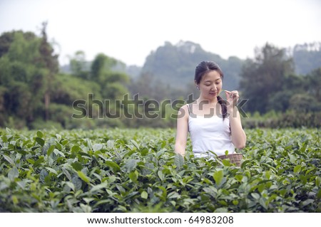 a girl is picking tea leaves in the tea plantation