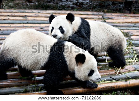 a couple of  Giant panda is playing game.