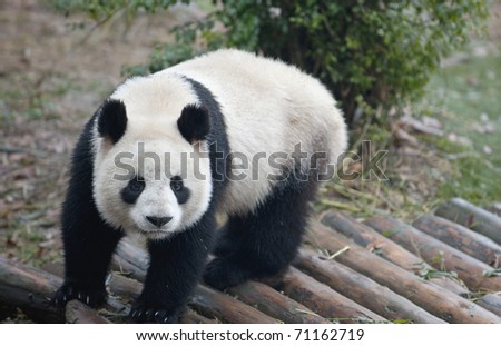 A cute giant panda