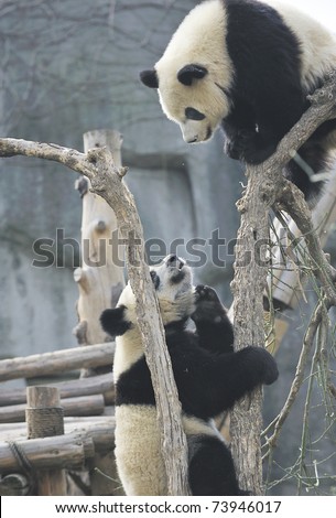 A couple of Chinese giant pandas are playing game.