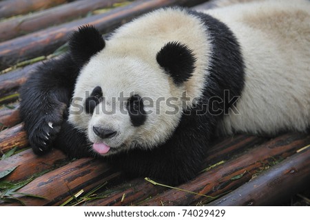 A cute giant panda is lying the woods floor.